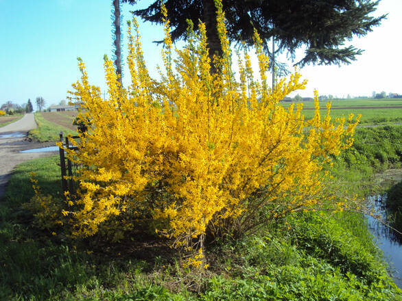  Forsycja  'Forsythia'  - zdjęcie główne