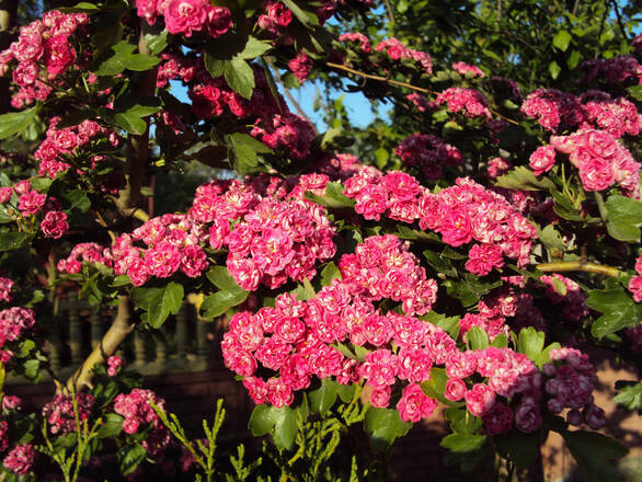Głóg Szczepiony 'Crataegus' - zdjęcie główne