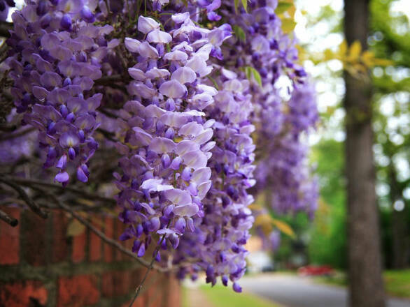 Glicynia 'Wisteria' - zdjęcie główne