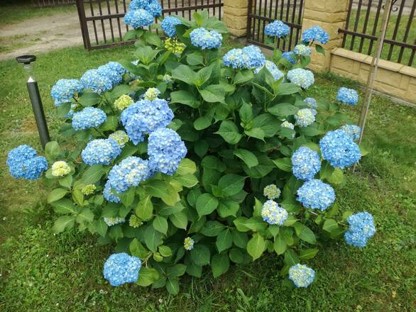 Hortensja Ogrodowa 'Hydrangea macrophylla' Błękitna Kula - zdjęcie główne