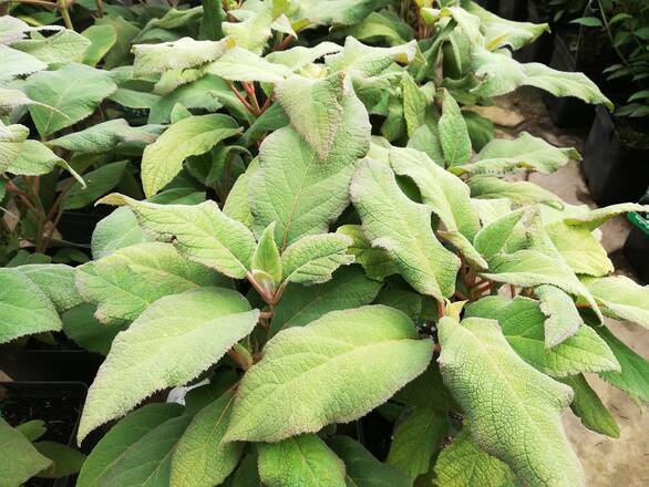  Hortensja Ogrodowa 'Hydrangea macrophylla' Omszona - zdjęcie główne