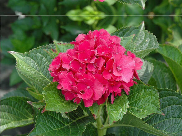  Hortensja Ogrodowa 'Hydrangea macrophylla' Masja - zdjęcie główne