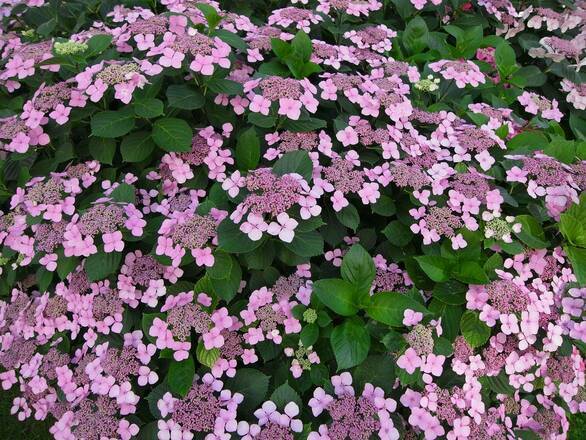  Hortensja Ogrodowa 'Hydrangea macrophylla' Libelle - zdjęcie główne