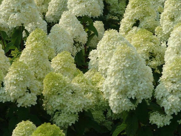  Hortensja Bukietowa 'Hydrangea panikulata' Biała Stożek - zdjęcie główne