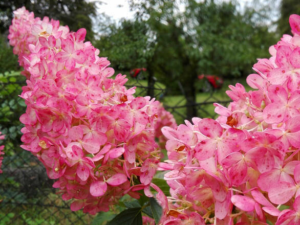  Hortensja Bukietowa 'Hydrangea panikulata' Różowa Stożek  - zdjęcie główne