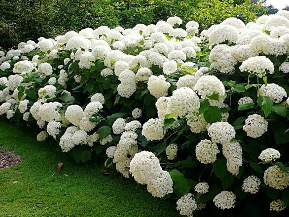  Hortensja Drzewiasta 'Hydrangea arborescens' Biała Anabele - zdjęcie główne