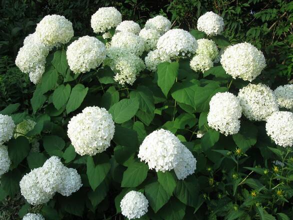 Hortensja Ogrodowa 'Hydrangea macrophylla' Biała Kule - zdjęcie główne