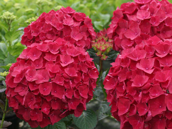  Hortensja Ogrodowa 'Hydrangea macrophylla' Czerwona Kule  - zdjęcie główne