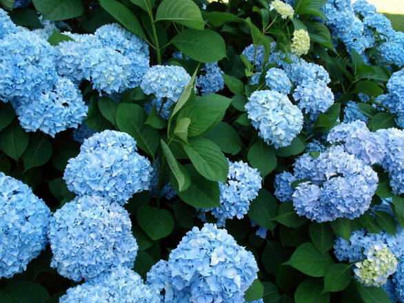  Hortensja Ogrodowa 'Hydrangea macrophylla' Niebieska Kule   - zdjęcie główne