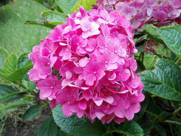  Hortensja Ogrodowa 'Hydrangea macrophylla' Różowa Kule    - zdjęcie główne