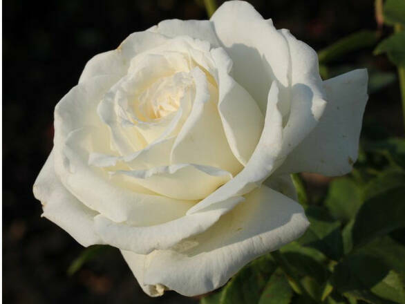  Róża Wielkokwiatowa 'Rosa' Biała Szlachetna - zdjęcie główne