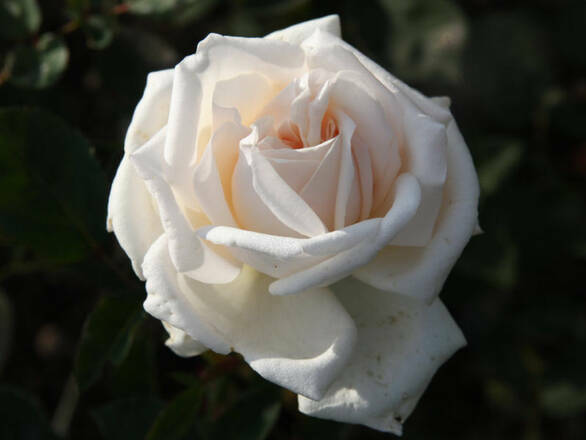  Róża Wielkokwiatowa 'Rosa' Biała z Kremem - zdjęcie główne
