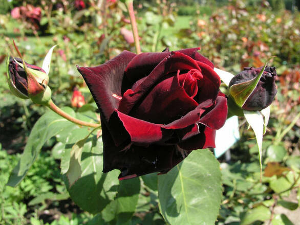  Róża Wielkokwiatowa 'Rosa' Bordowo-Czarna - zdjęcie główne