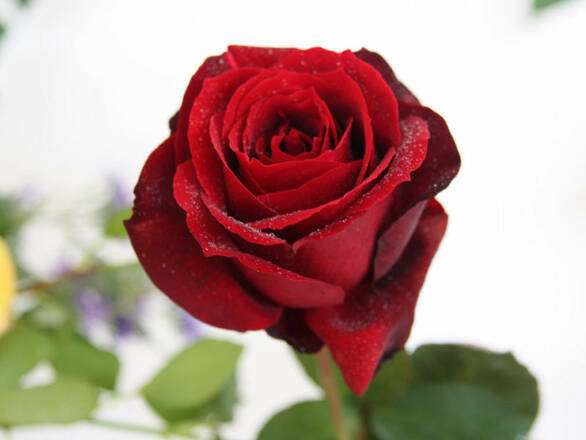  Róża Wielkokwiatowa 'Rosa' Bordowa - zdjęcie główne