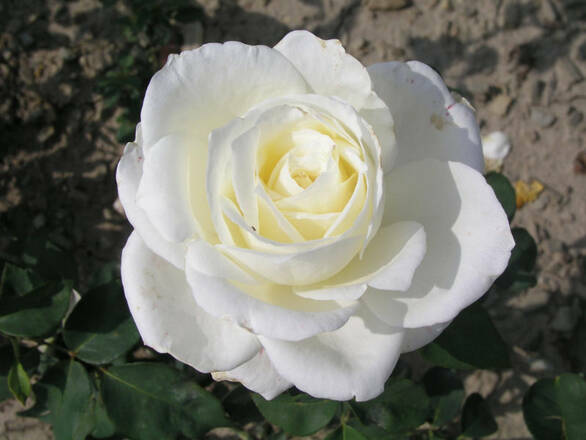  Róża Rabatowa 'Rosa multiflora' Biała - zdjęcie główne