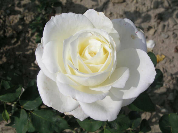 Róża Rabatowa 'Rosa multiflora' Biała - zdjęcie główne