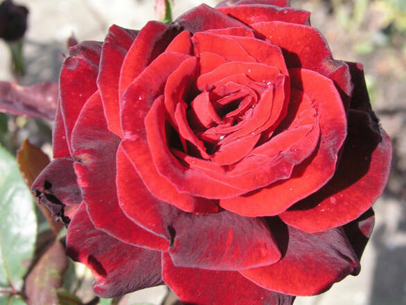  Róża Rabatowa 'Rosa multiflora' Bordowa - zdjęcie główne