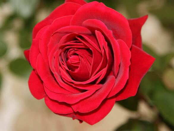  Róża Rabatowa 'Rosa multiflora' Czerwona - zdjęcie główne