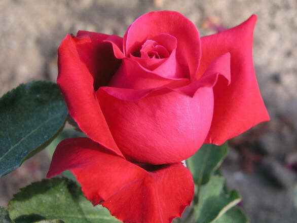  Róża Wielkokwiatowa 'Rosa' Czerwona Na Kwiat - zdjęcie główne