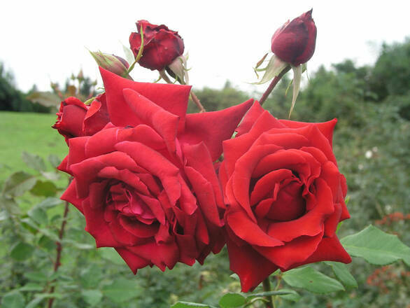  Róża Wielkokwiatowa 'Rosa' Czerwona Bukietowa - zdjęcie główne