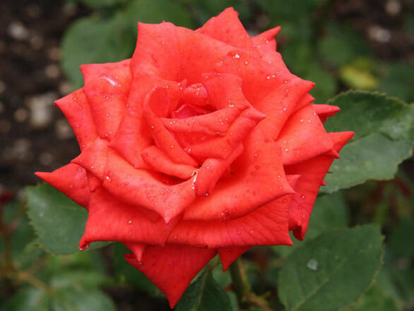 Róża Wielkokwiatowa 'Rosa' Czerwona Krwista - zdjęcie główne