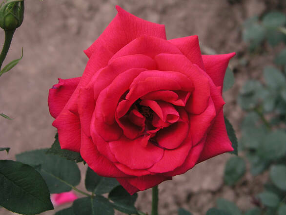  Róża Wielkokwiatowa 'Rosa' Czerwona Rozeta - zdjęcie główne