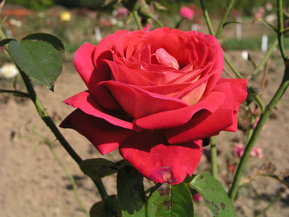  Róża Wielkokwiatowa 'Rosa' Czerwona Szalkowa - zdjęcie główne