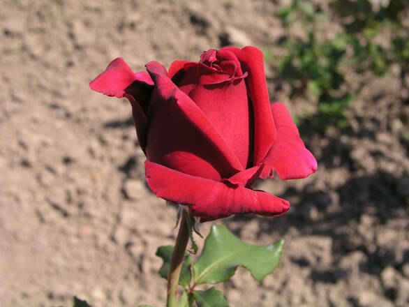  Róża Wielkokwiatowa 'Rosa' Czerwona Szlachetna - zdjęcie główne
