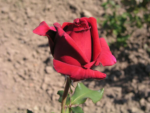 Róża Wielkokwiatowa 'Rosa' Czerwona Szlachetna - zdjęcie główne
