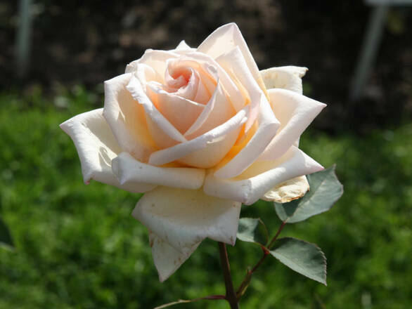  Róża Rabatowa 'Rosa multiflora' Ecri - zdjęcie główne