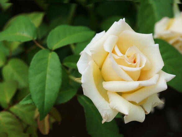  Róża Rabatowa 'Rosa multiflora' Kremowa - zdjęcie główne