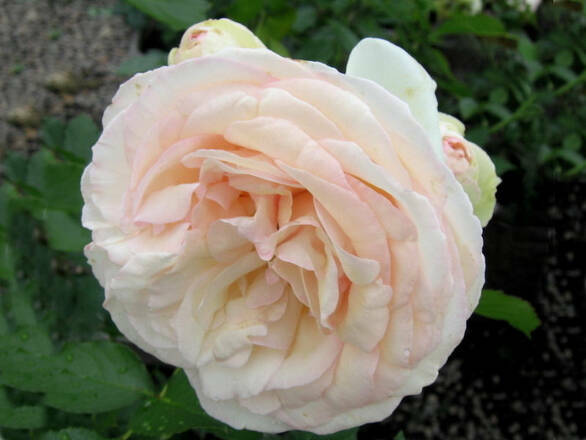 Róża Wielkokwiatowa 'Rosa' Łososiowa - zdjęcie główne