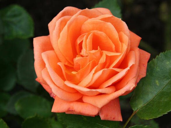  Róża Wielkokwiatowa 'Rosa' Pomarańczowa - zdjęcie główne