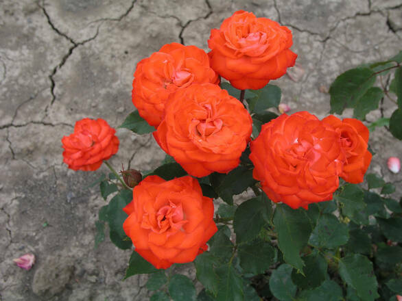  Róża Wielkokwiatowa 'Rosa' Pomarańczowa Pachnąca - zdjęcie główne