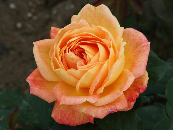  Róża Wielkokwiatowa 'Rosa' Pomarańczowa Rozeta - zdjęcie główne
