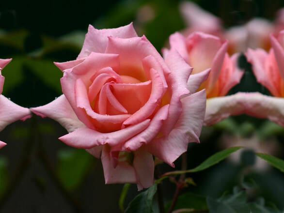  Róża Wielkokwiatowa 'Rosa' Różowa Aksamitna - zdjęcie główne