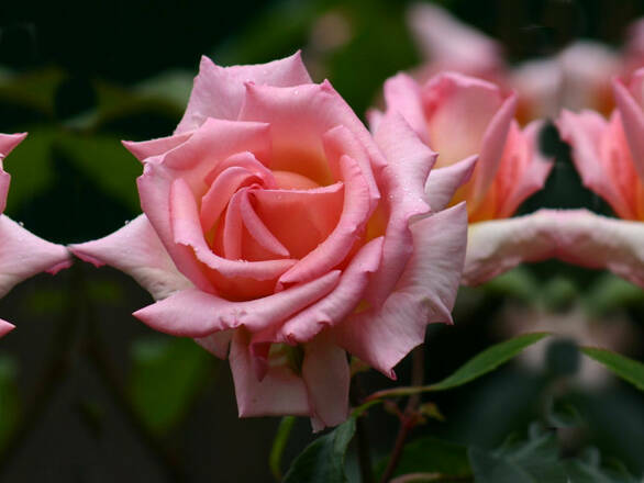 Róża Wielkokwiatowa 'Rosa' Różowa Aksamitna - zdjęcie główne