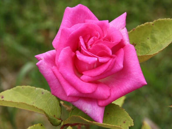  Róża Wielkokwiatowa 'Rosa' Różowa  - zdjęcie główne