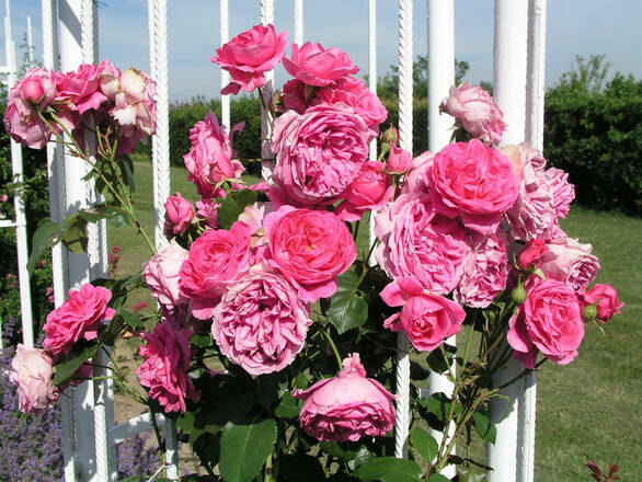  Róża Wielkokwiatowa 'Rosa' Różowa  Angielska - zdjęcie główne