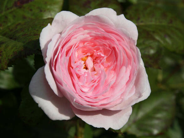  Róża Wielkokwiatowa 'Rosa' Różowa  Pomponowa - zdjęcie główne