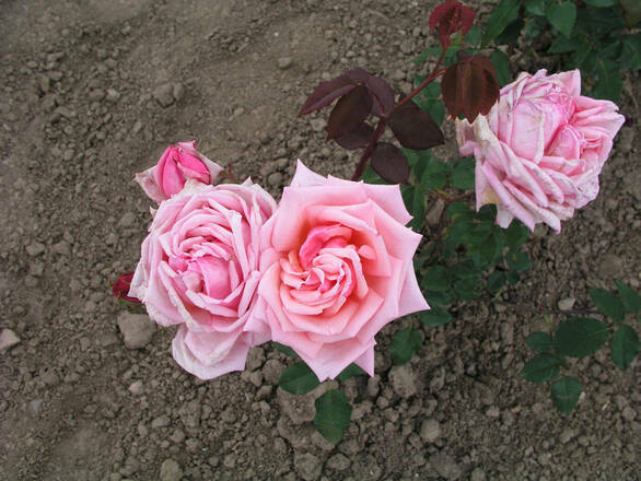  Róża Wielkokwiatowa 'Rosa' Różowa  Rozetowa - zdjęcie główne