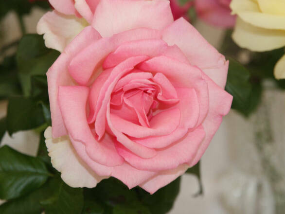  Róża Wielkokwiatowa 'Rosa' Różowa  Szalkowata - zdjęcie główne