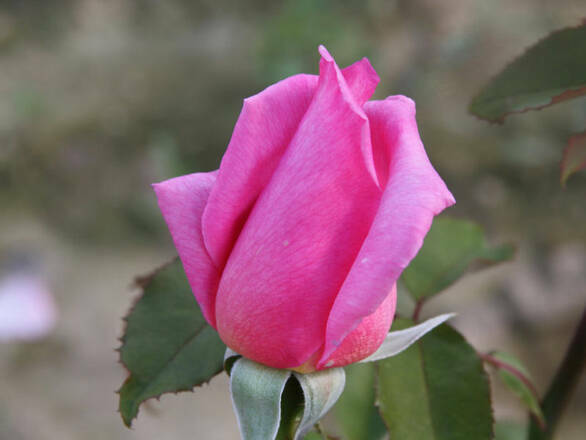  Róża Wielkokwiatowa 'Rosa' Różowa  Szlachetna - zdjęcie główne