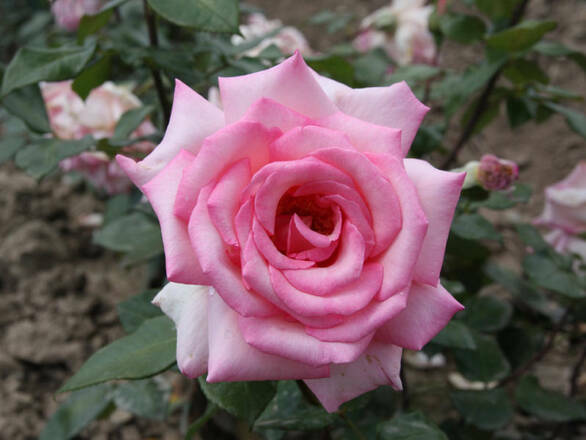  Róża Wielkokwiatowa 'Rosa' Różowa  Z Oczkiem - zdjęcie główne