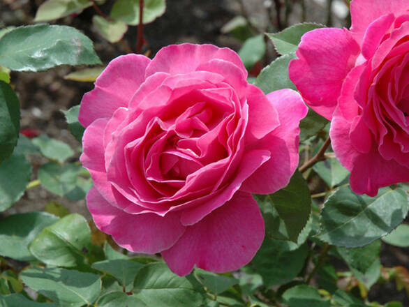  Róża Wielkokwiatowa 'Rosa' Peace - zdjęcie główne