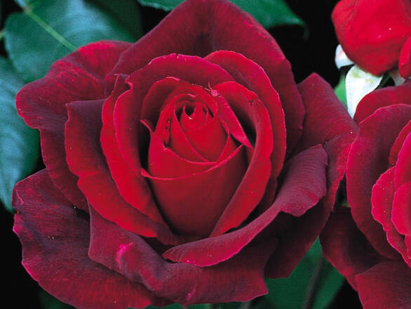  Róża Wielkokwiatowa 'Rosa' Mr. Lincoln - zdjęcie główne