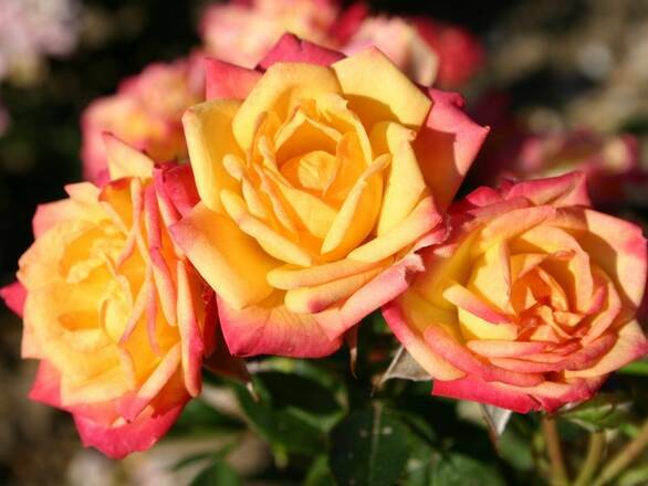  Róża Wielkokwiatowa 'Rosa'  Watykan - zdjęcie główne