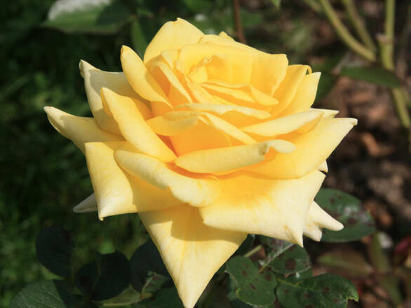  Róża Wielkokwiatowa 'Rosa'  Bolero - zdjęcie główne