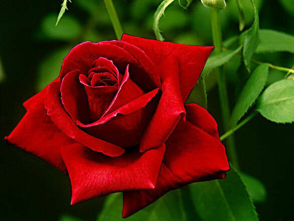  Róża Wielkokwiatowa 'Rosa'  Cygne Noir - zdjęcie główne