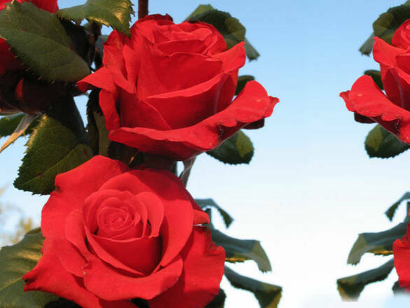  Róża Wielkokwiatowa 'Rosa'  Red Berlin - zdjęcie główne